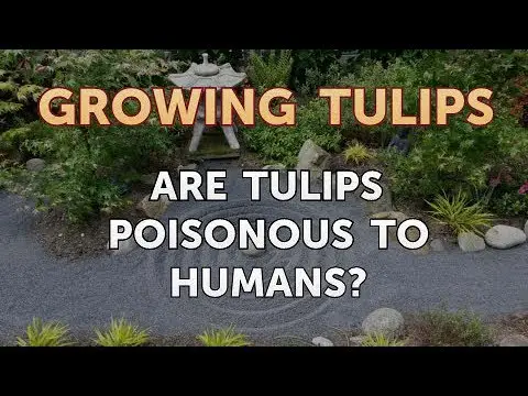 Are Tulips Poisonous to Humans