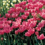 Why are Red Tulips are Seldom Grown from Seed