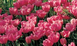 Why are Red Tulips are Seldom Grown from Seed