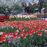 How to Plant Tulips in Michigan