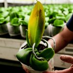 Why Orchids Leaves Turn Yellow