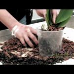 How Much Soil Do Orchids Need