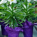 How to Care for Potted Easter Lillies
