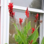 When Does Canna Lillies Bloom from Seed