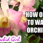 How Oftern Water Orchids