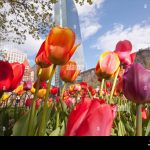 When to Plant Tulips in Massachusetts