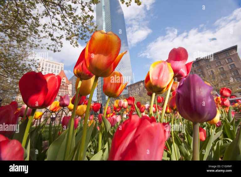 When to Plant Tulips in Massachusetts