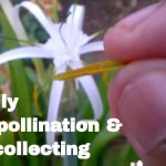 What Pollinates Lillies
