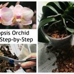 How Much Medium for Orchids Repotting Orchids