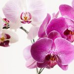 Are All Orchids Bird Safe
