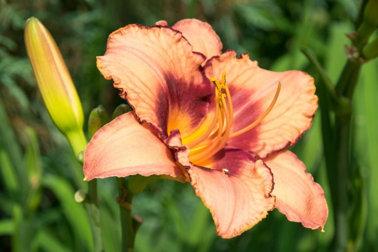 What Do Day Lillies Like When Blossomed