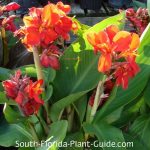Does Canna Lillies Do Well in South Florida