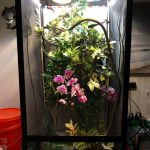 Can Orchids Be in Chameleon Cage