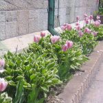 Can Tulips Be Planted With Hosta