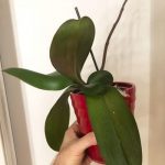 Why are My Orchids Leaves Drooping
