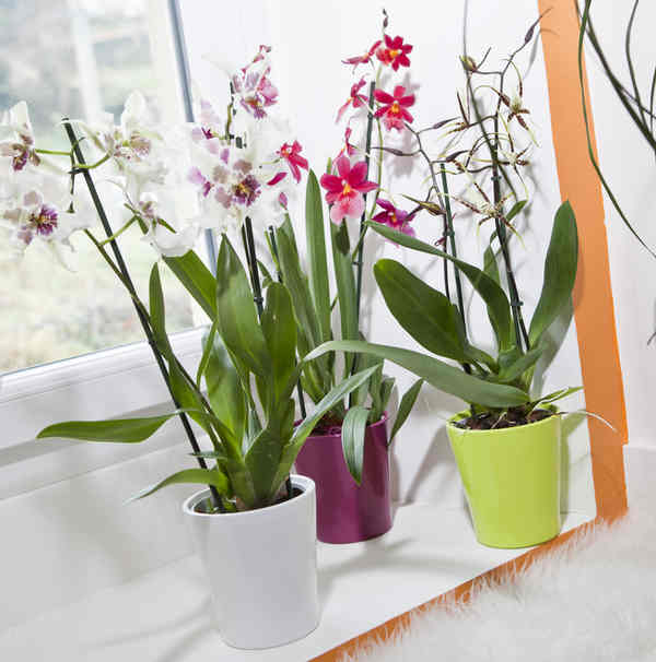 What are Cambria Orchids