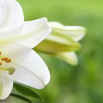 What to Do With Easter Lillies