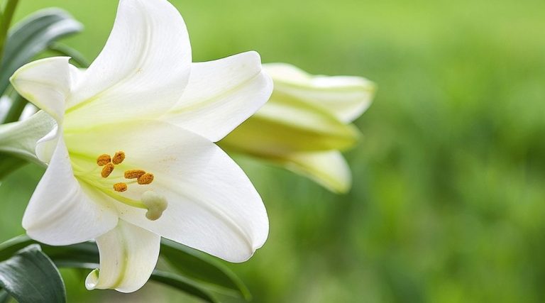 What to Do With Easter Lillies