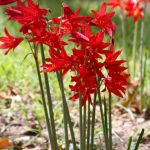 When Do Ox Blood Lillies Bloom