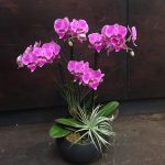 Are All Orchids Air Plants