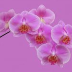 Are Orchids Fragile