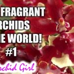 Are Orchids Fragrant