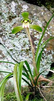 Are Cymbidium Orchids Terrestrial