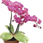 Can Orchids Be Grown Indoors