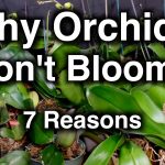 Why Orchids Don’T Flower