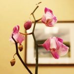 Why Orchids Wilt