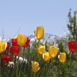 When to Plant Tulips in Utah