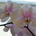 How Much Orchids Cost