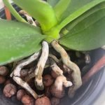 Are Leca Bad for Orchids