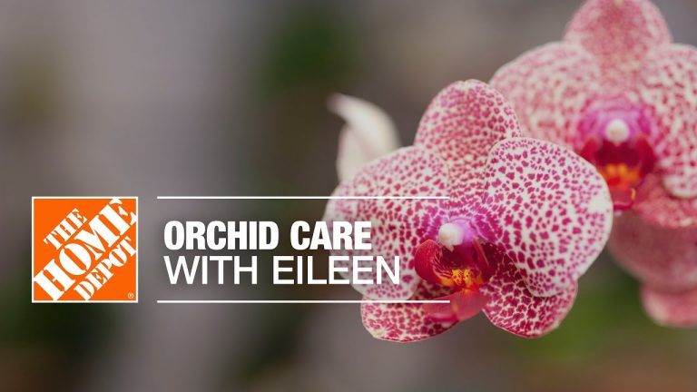 Are Orchids Easy to Maintain