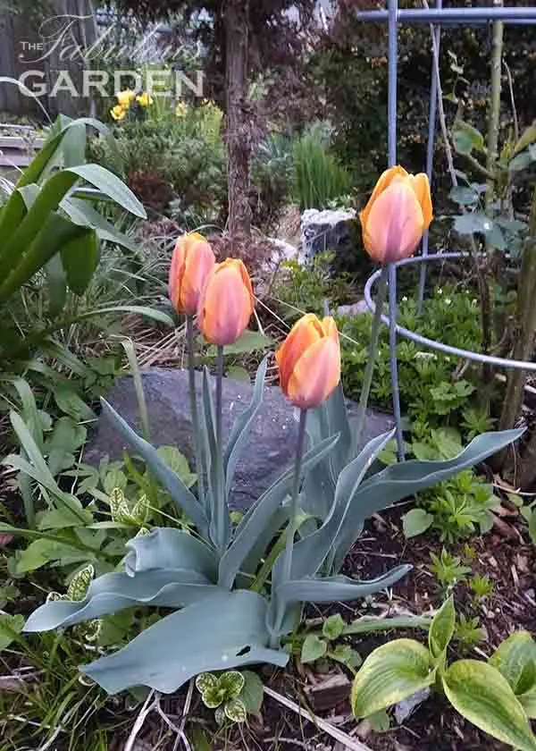 when-do-tulips-stop-blooming