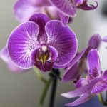 Can Orchids Cause Allergies