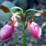 Are Lady Slipper Orchids Rare