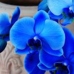 Are Orchids Blue