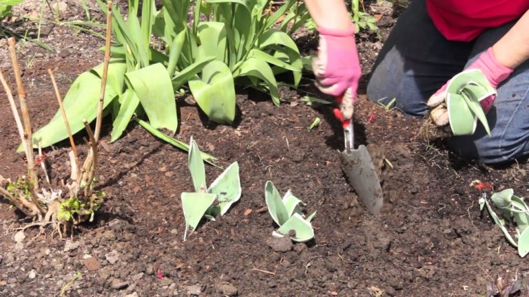 Can Tulips Be Transplanted