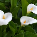 What Do Calla Lillies Symbolize