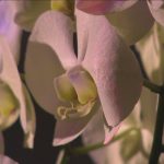 Are Orchids Biannual