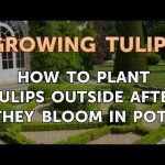Can Tulips Be Planted Outside