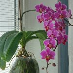 Are Indoor Orchids Perennials