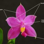 Why Orchids are Special