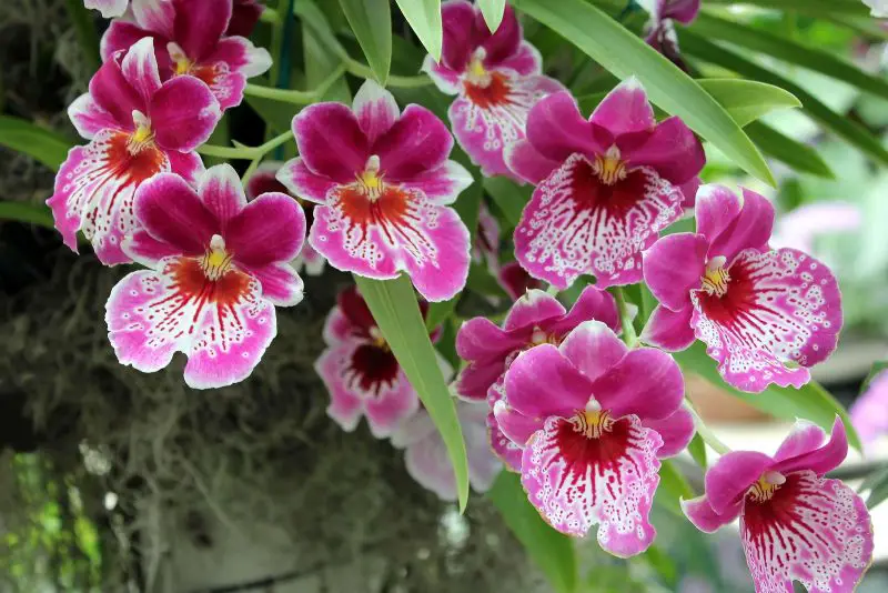 Are All Orchids the Same