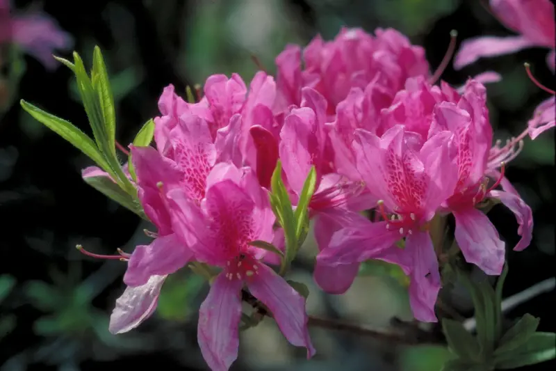 Are Azalea'S Orchids