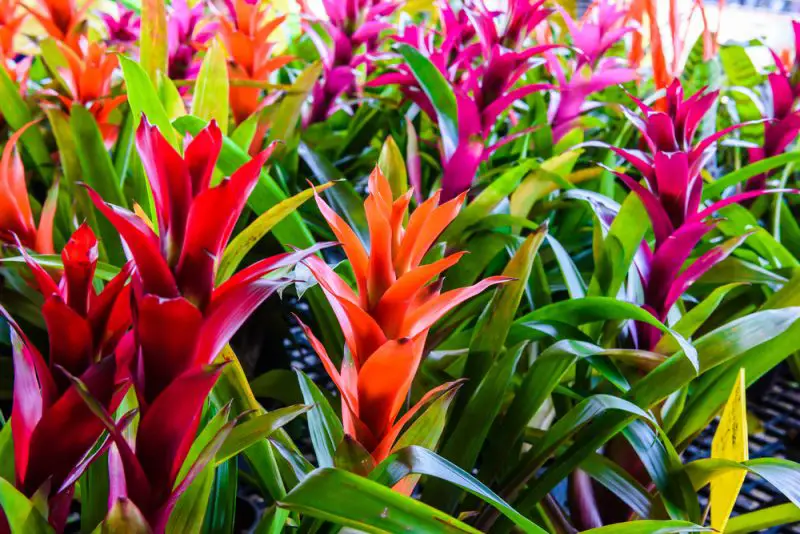 Are Bromeliads Orchids