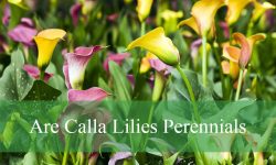 Are Calla Lilies Perennials or Annuals? What You Need to Know