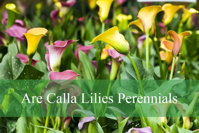 Are Calla Lilies Perennials