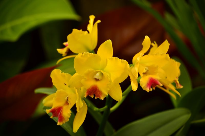 Are Cymbidium Orchids And Dendrobium Ums the Same
